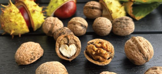 Walnüsse machen den Herbst besonders gesund