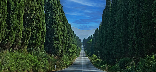 Il viale alberato di Bolgheri